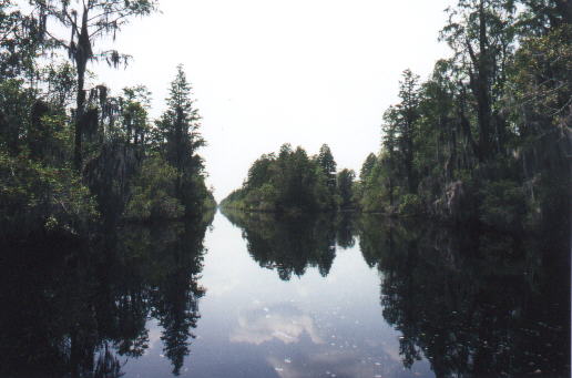 Deep in the Okefenokee Swamps 1