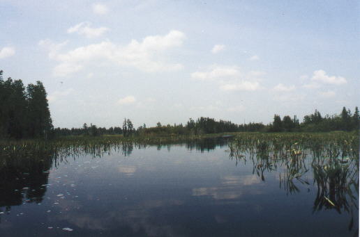 Deep in the Okefenokee Swamps 2