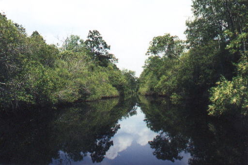 Deep in the Okefenokee Swamps 3