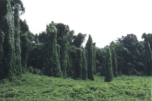 Natchez im W�rgegriff des Kudzu