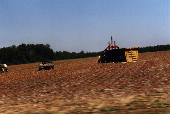 Cottonfields